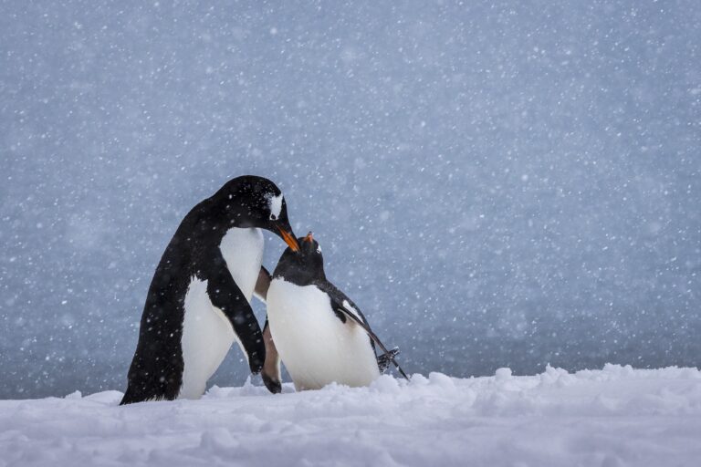 Gentoo penguins performing courtship ritual