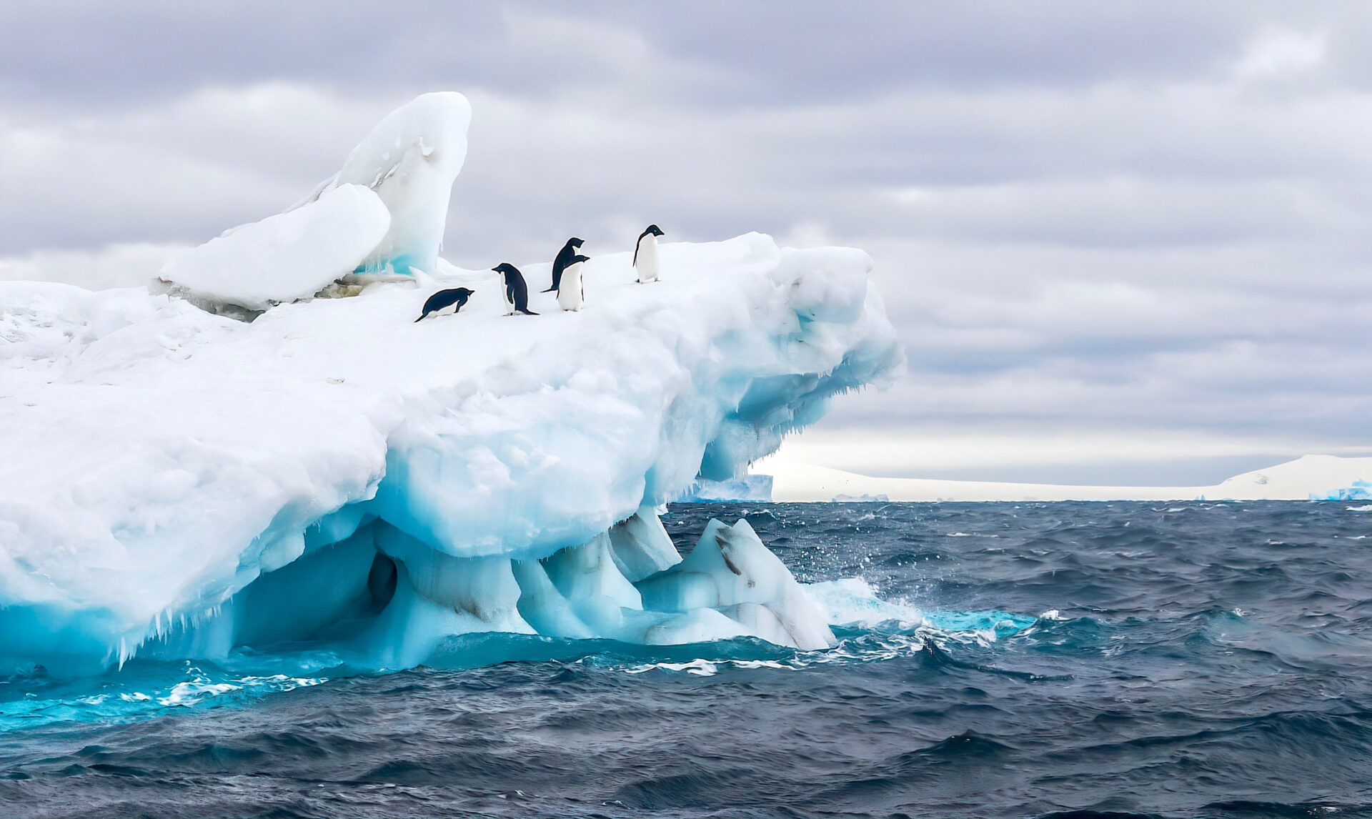 Adélie penguins on a floating iceberg, Weddell Sea, Antarctica