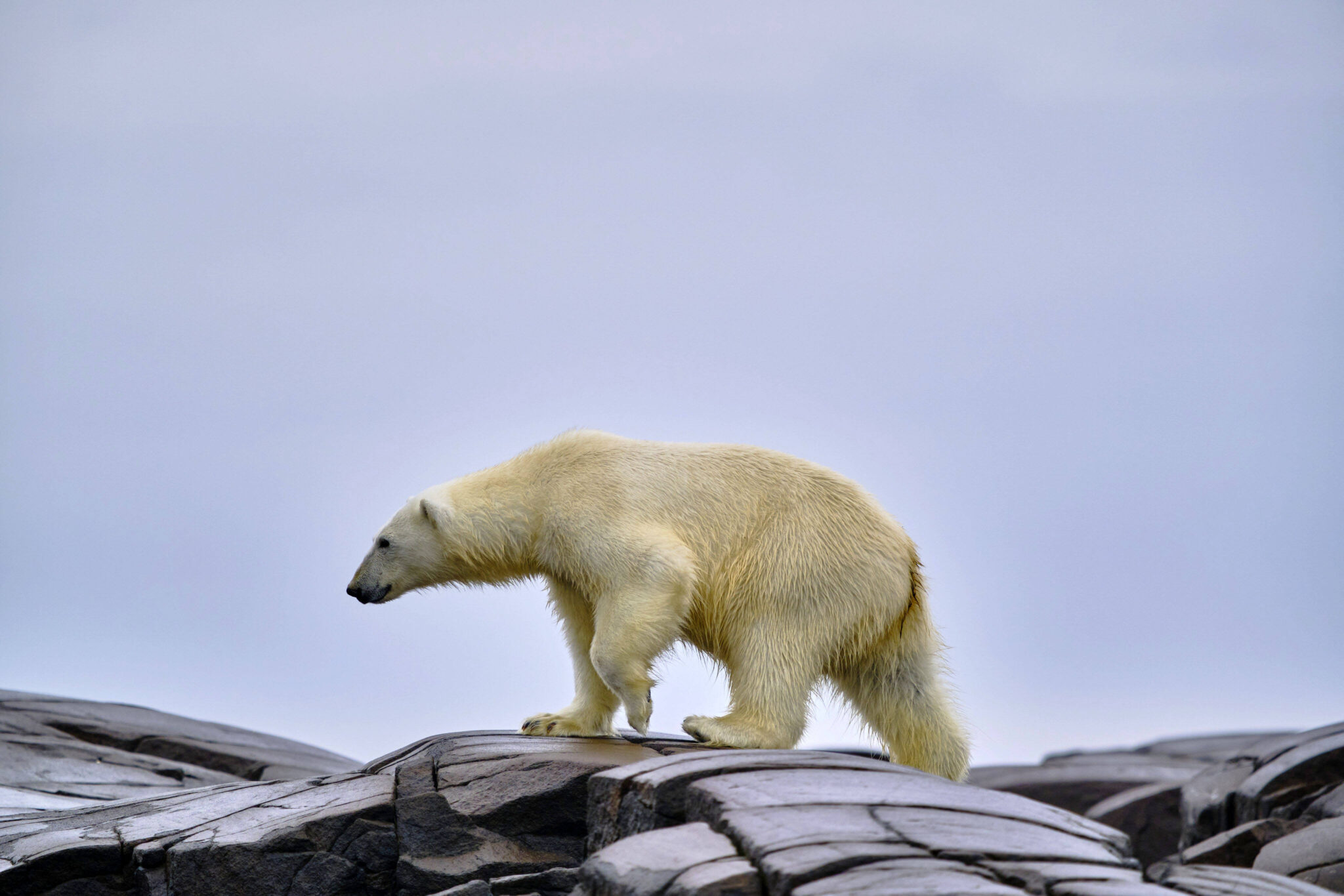 best time to visit svalbard polar bears