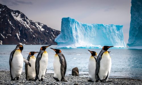 What Animals Live in Antarctica? - Aurora Expeditions™