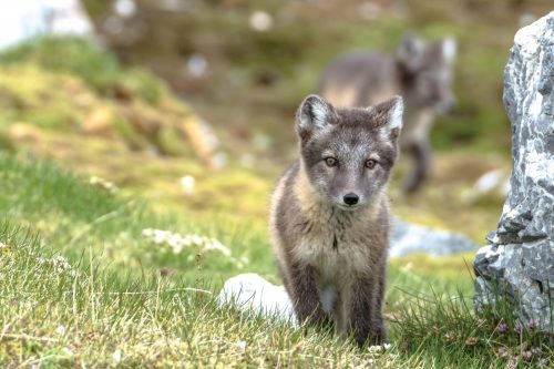 Curious arctic fox; © B.Koth