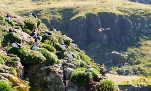 Puffins perched on a cliff, Scotland